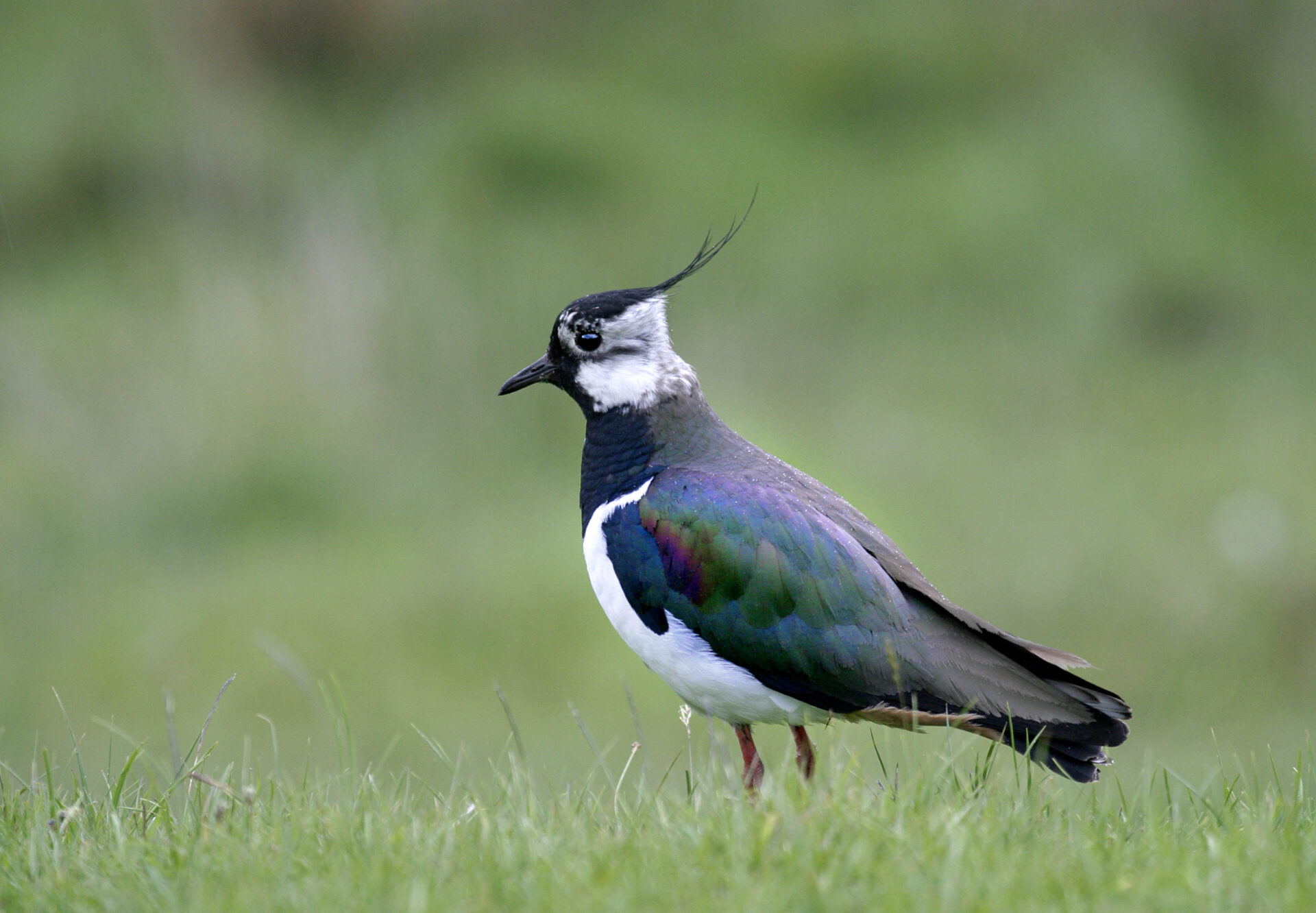 Wetland Reversion and Creation | William Morfoot