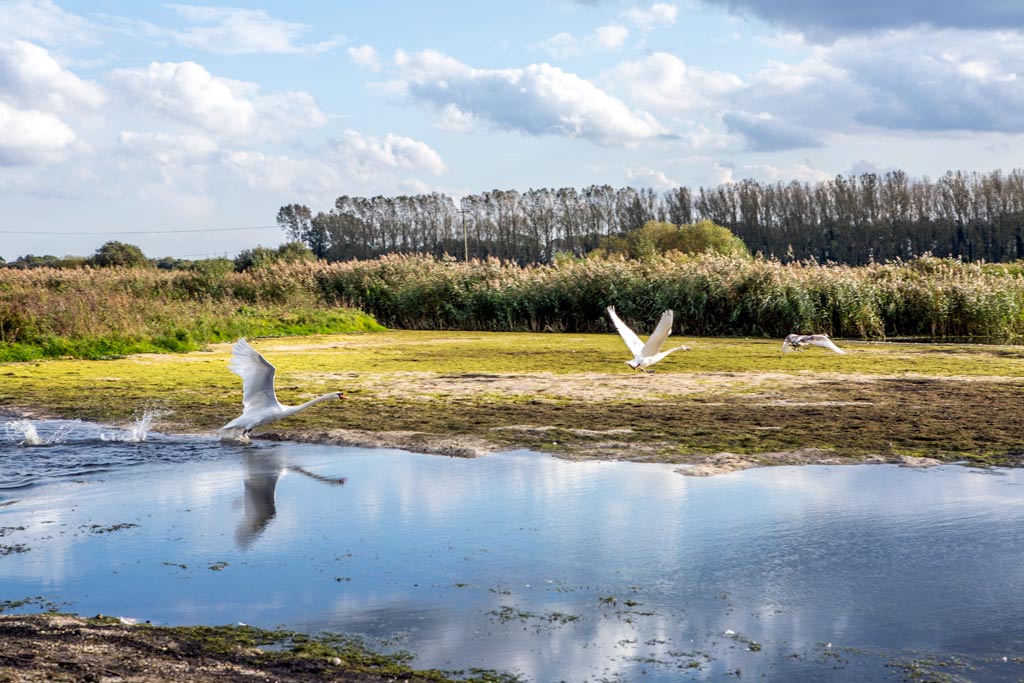 Wetland Creation Project Underway on the Fens in West Norfolk | William ...