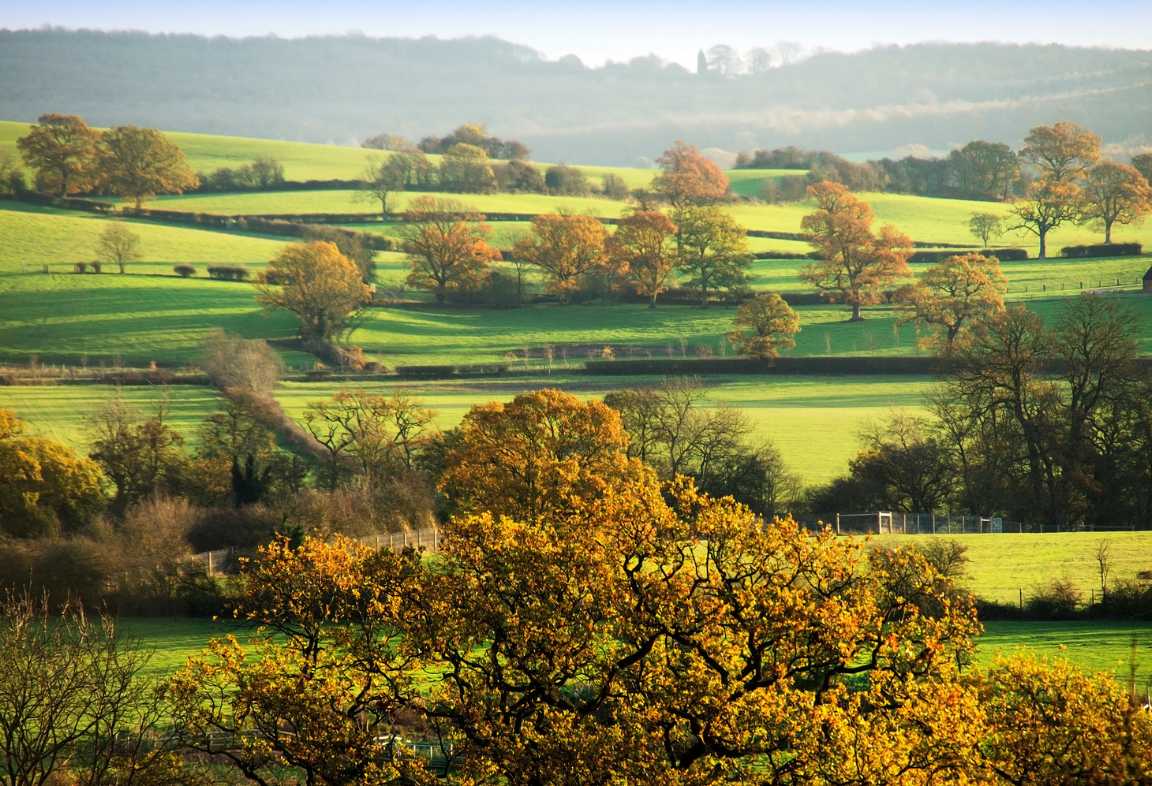 Rolling green countryside with mature trees, representing the rural land managed by William Morfoot Ltd