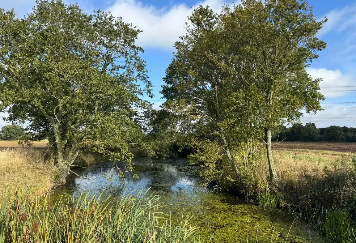 Pond