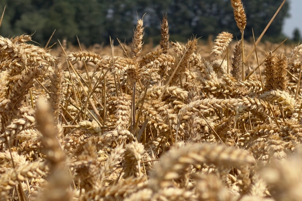 Close-up view of ripe wheat stalks in a field, showcasing the benefits of sub-irrigation
