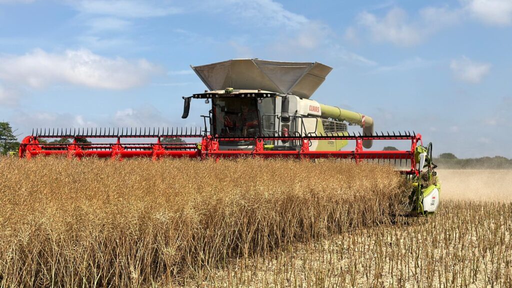Rape Harvesting