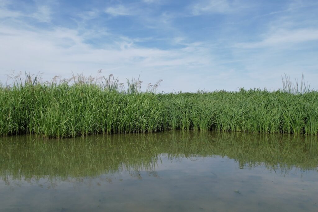 Bedfordshire Wetland Creation